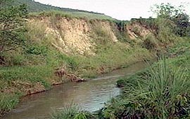 Reflorestamento em Rio Bonito